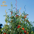 Carton Package Low Carbon Steel Wire Tomato Support in Cheap Price